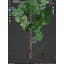 Tree game asset in blender