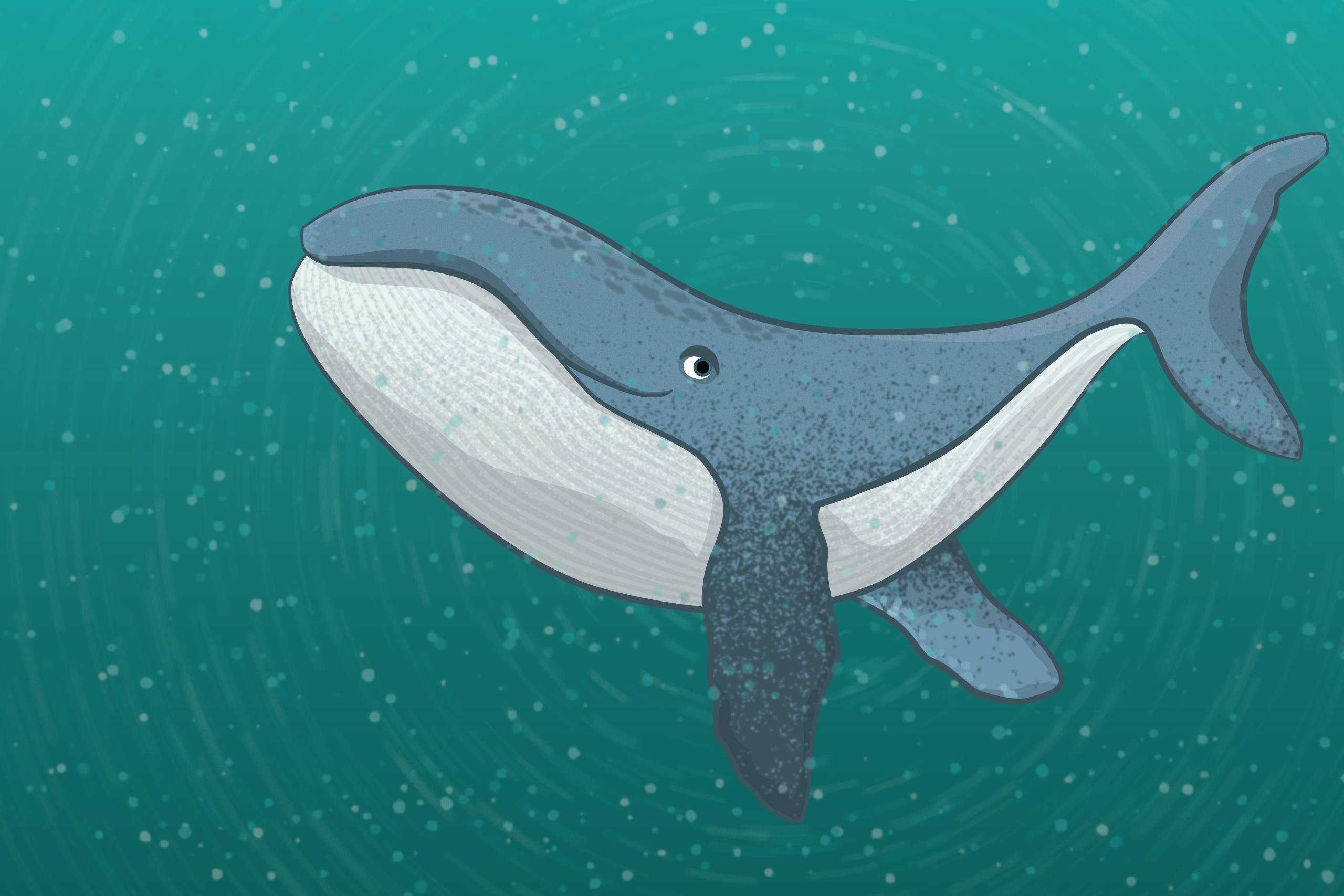 Cute whale illustration by Xavier Wendling