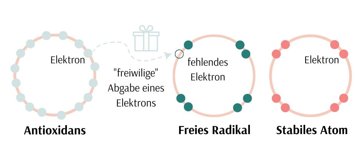 antixoditative Wirkung Antioxidans gegen freie Radikale