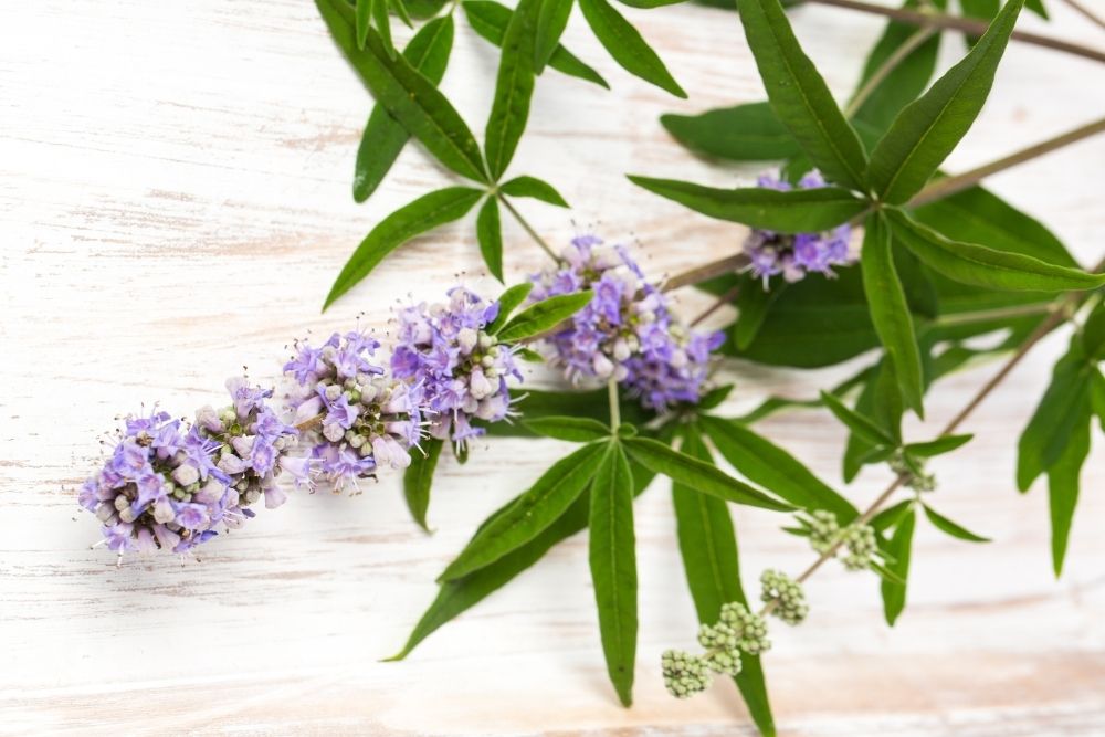 Mönchspfeffer bei PMS und in den Wechseljahren XbyX