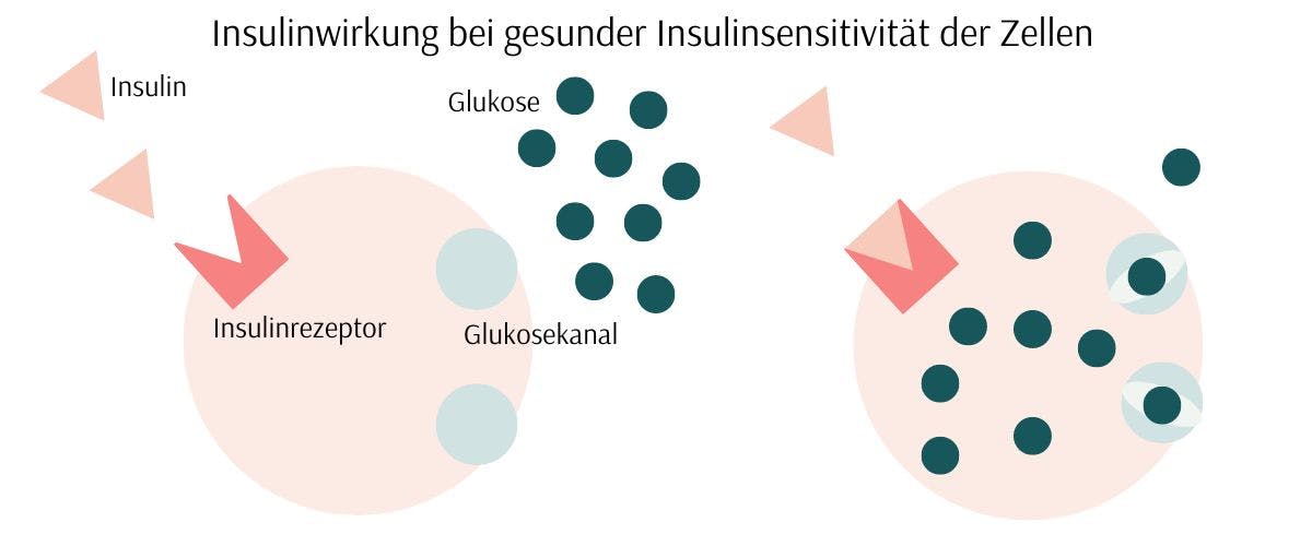 Wirkung von Insulin bei gesunder Insulinsensitivität