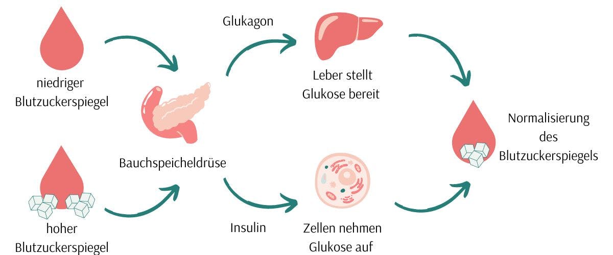 Insulin und Glukagon regulieren den Blutzuckerspiegel