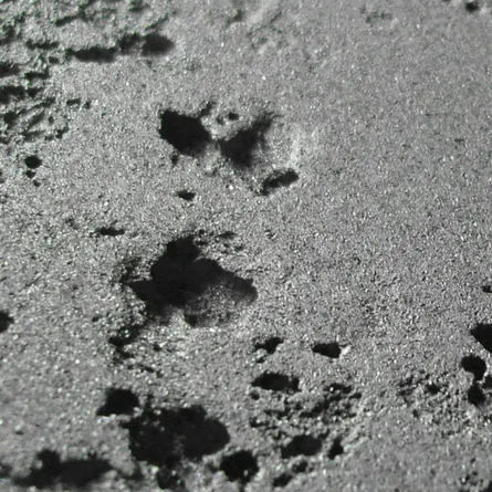 Pitting corrosion on metals