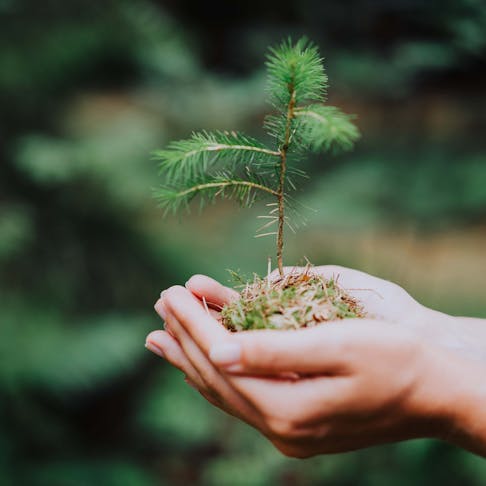 Hand holding plant. Image Credit: Stock.Adobe.com/Igor Tichonow