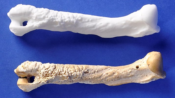 3D printed pet bones