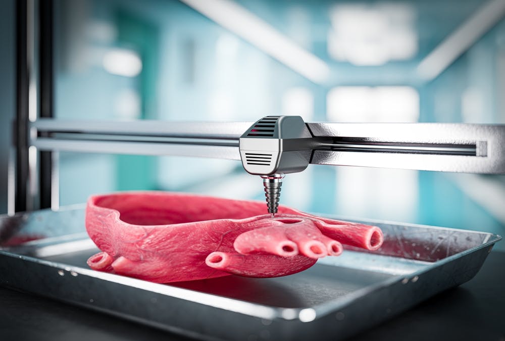 3d bioprinted organ