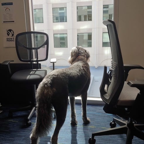 Dog in office looking out window