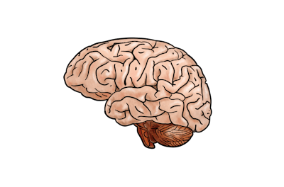 Custom illustration of a brain