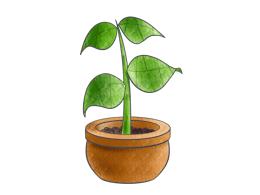 A potted plant, ready to grow