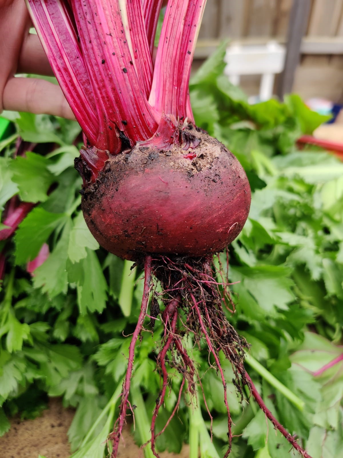 Our Community Garden
