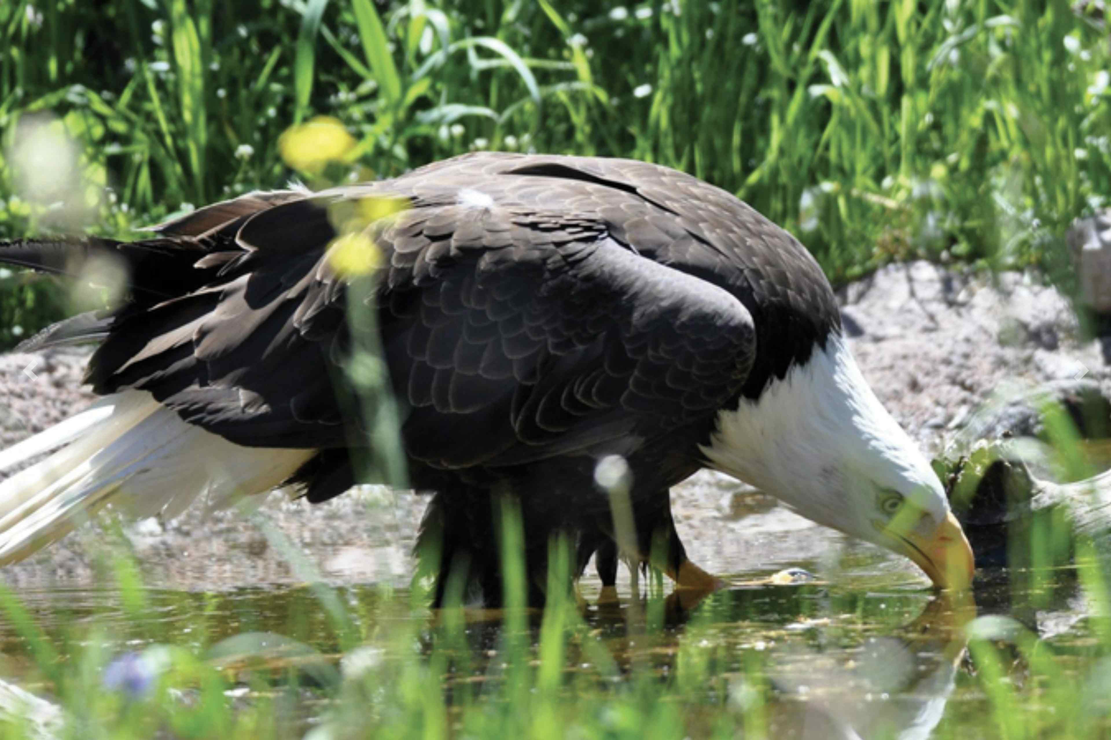 Eagle drinking water