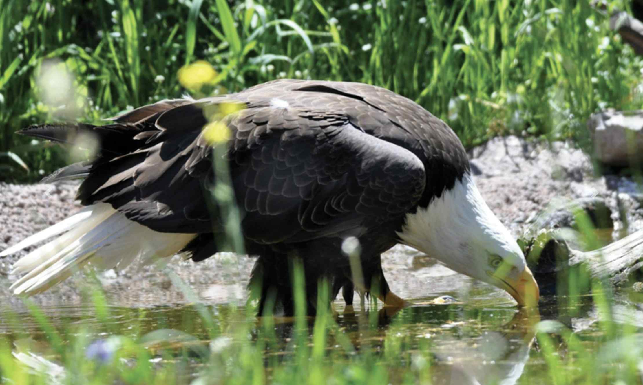 Eagle drinks from water in Spencer Idaho, a small town in Eastern Idaho.