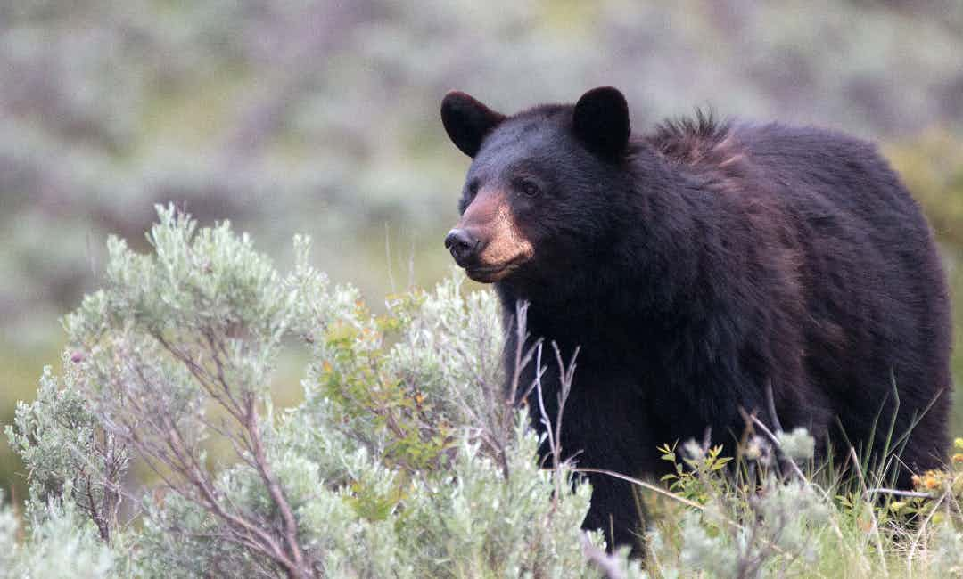 Black Bear picture