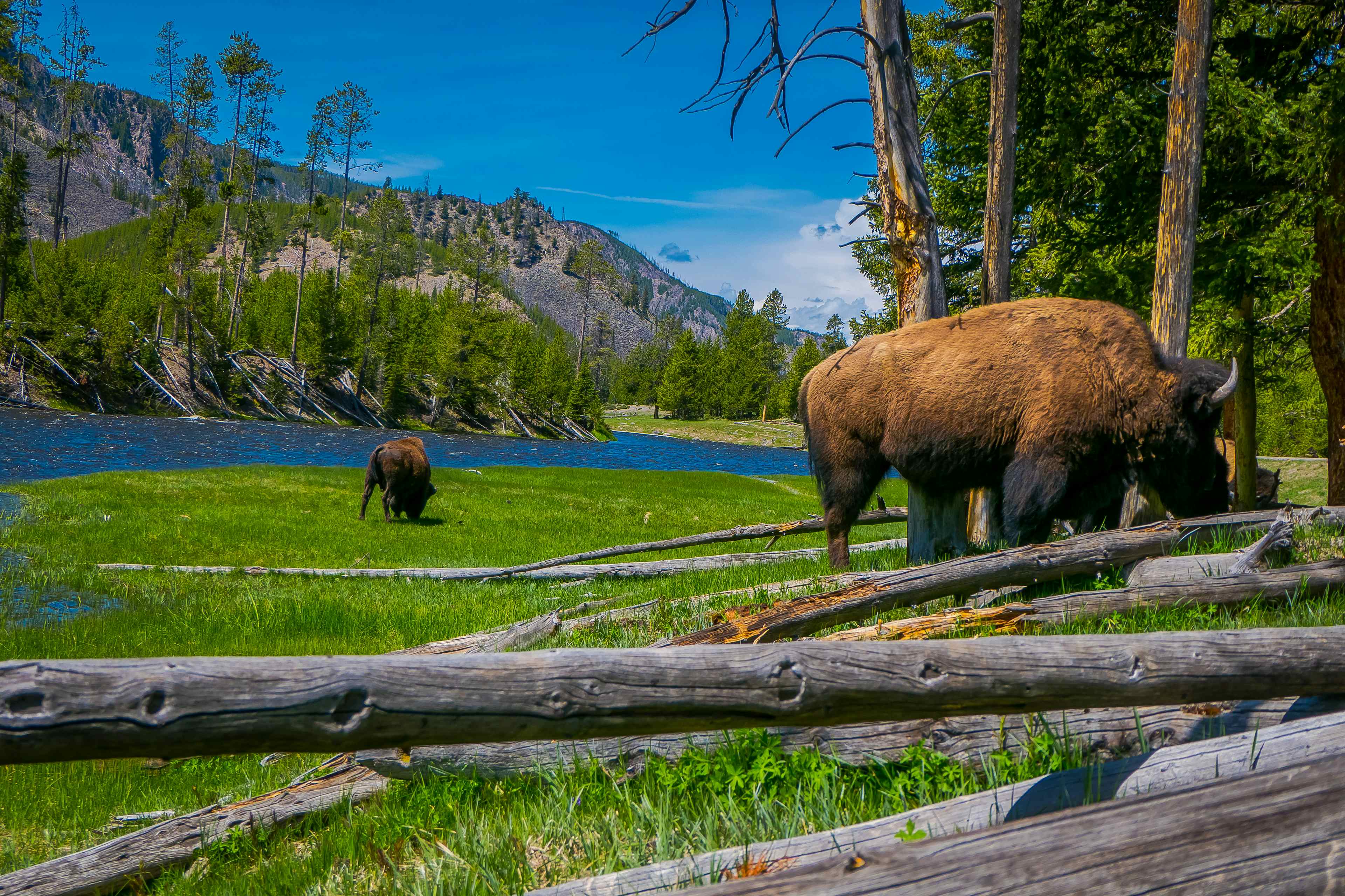 Two bison graze in Yellowstone National Park.