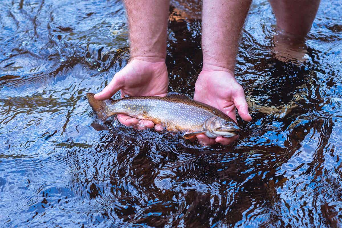 Man displaying a trout he caught in a river in Eastern Idaho