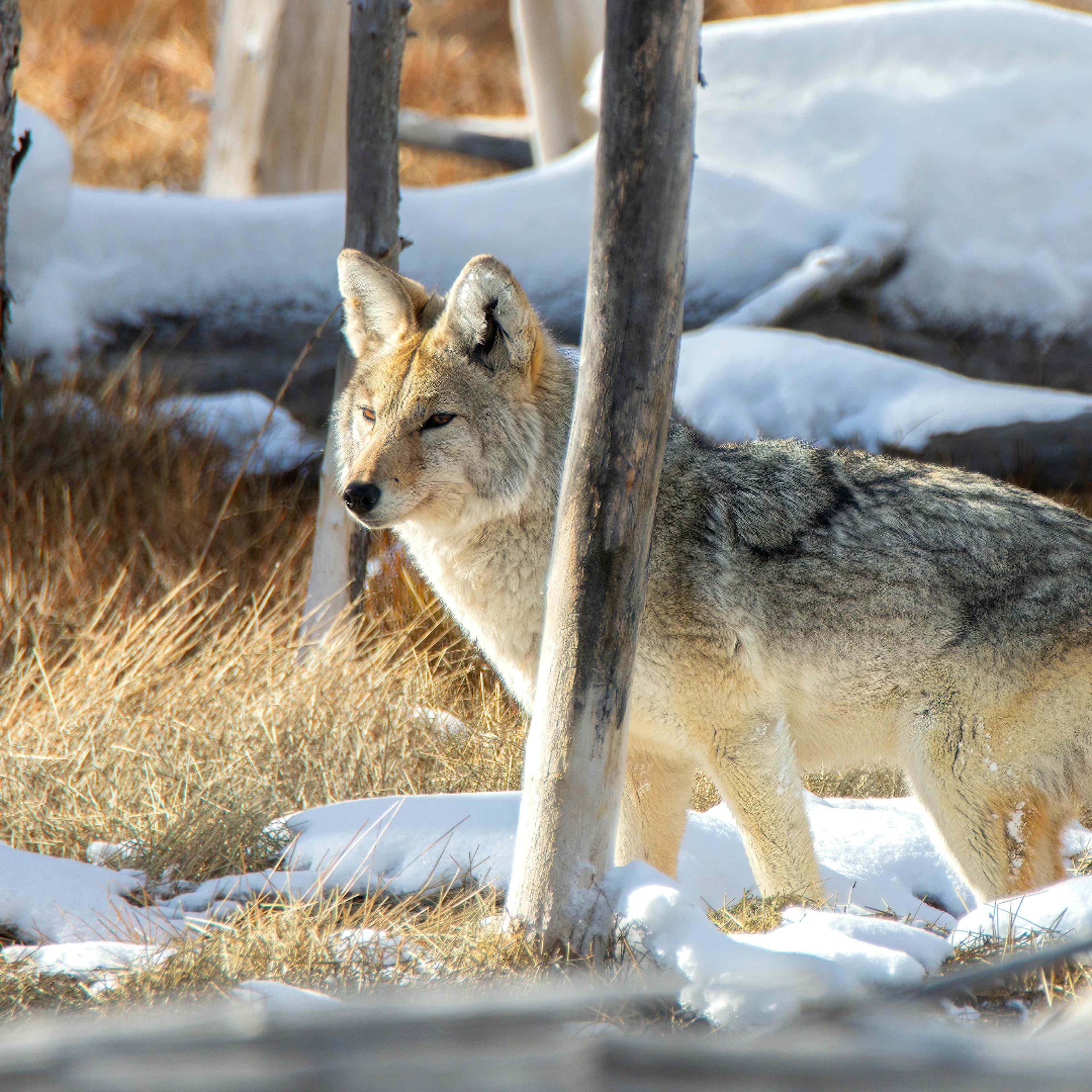 A wolf hunts in Yellowstone National Park, a part of Yellowstone Teton Territory.