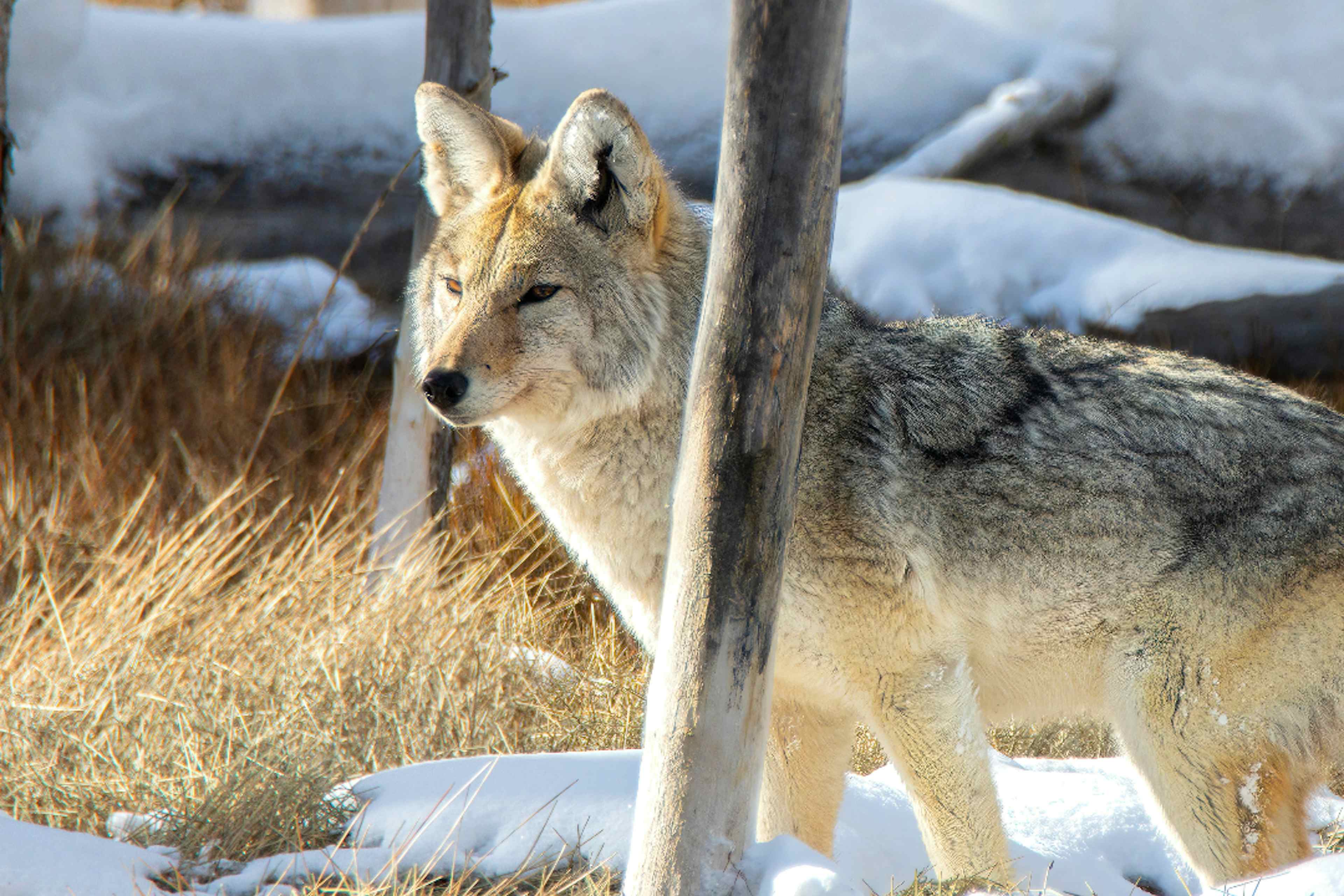 A wolf hunts in Yellowstone National Park, a part of Yellowstone Teton Territory.