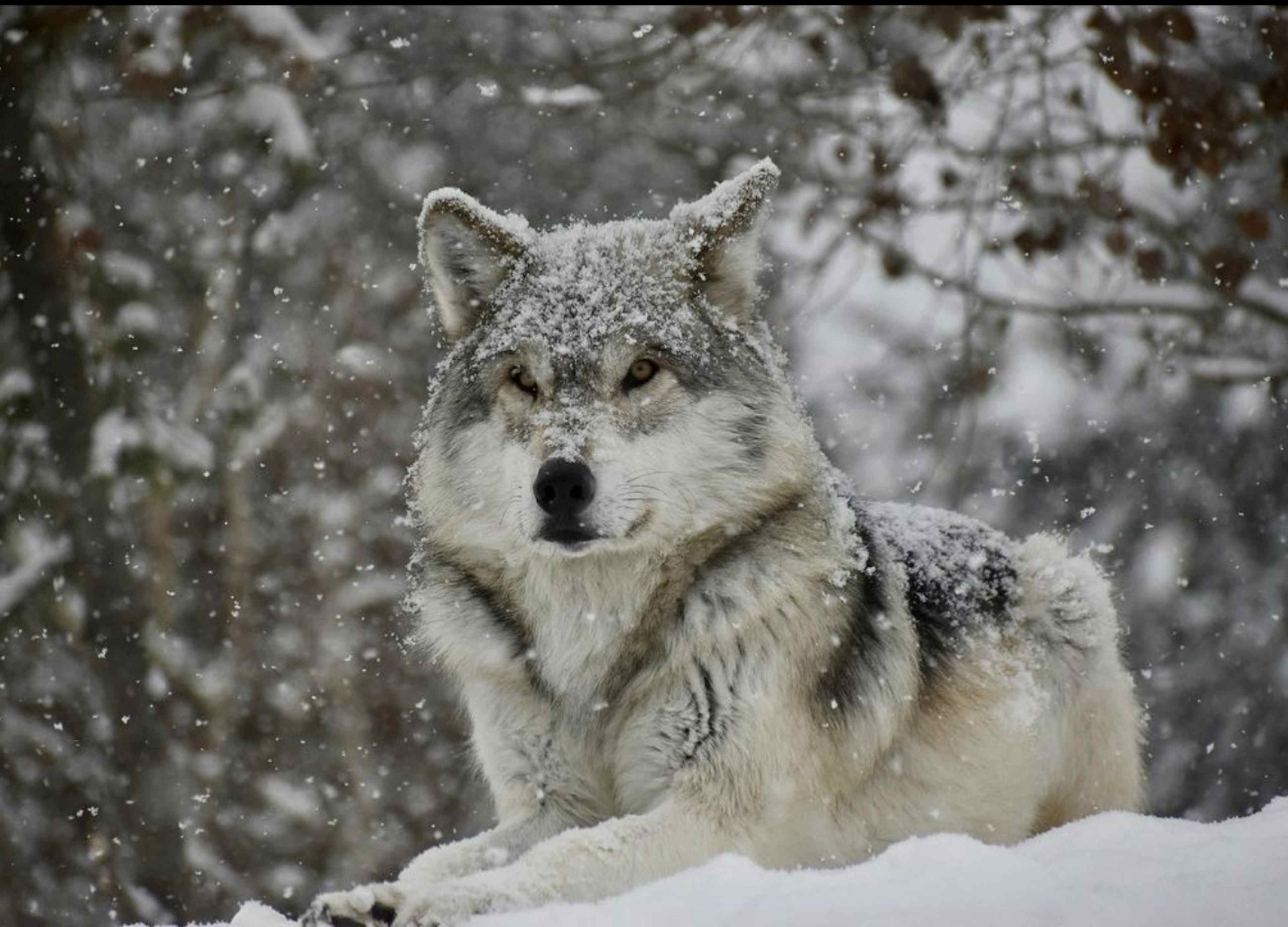 Wolf laying in the snow
