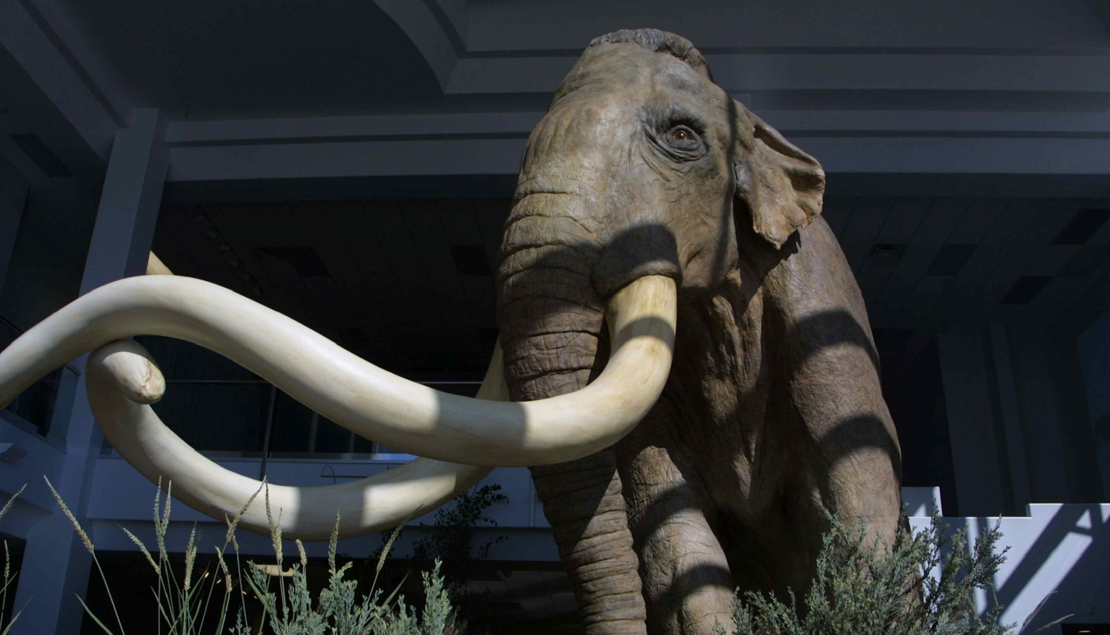Picture of an elephant model located in Idaho Falls, part of Yellowstone Teton Territory.