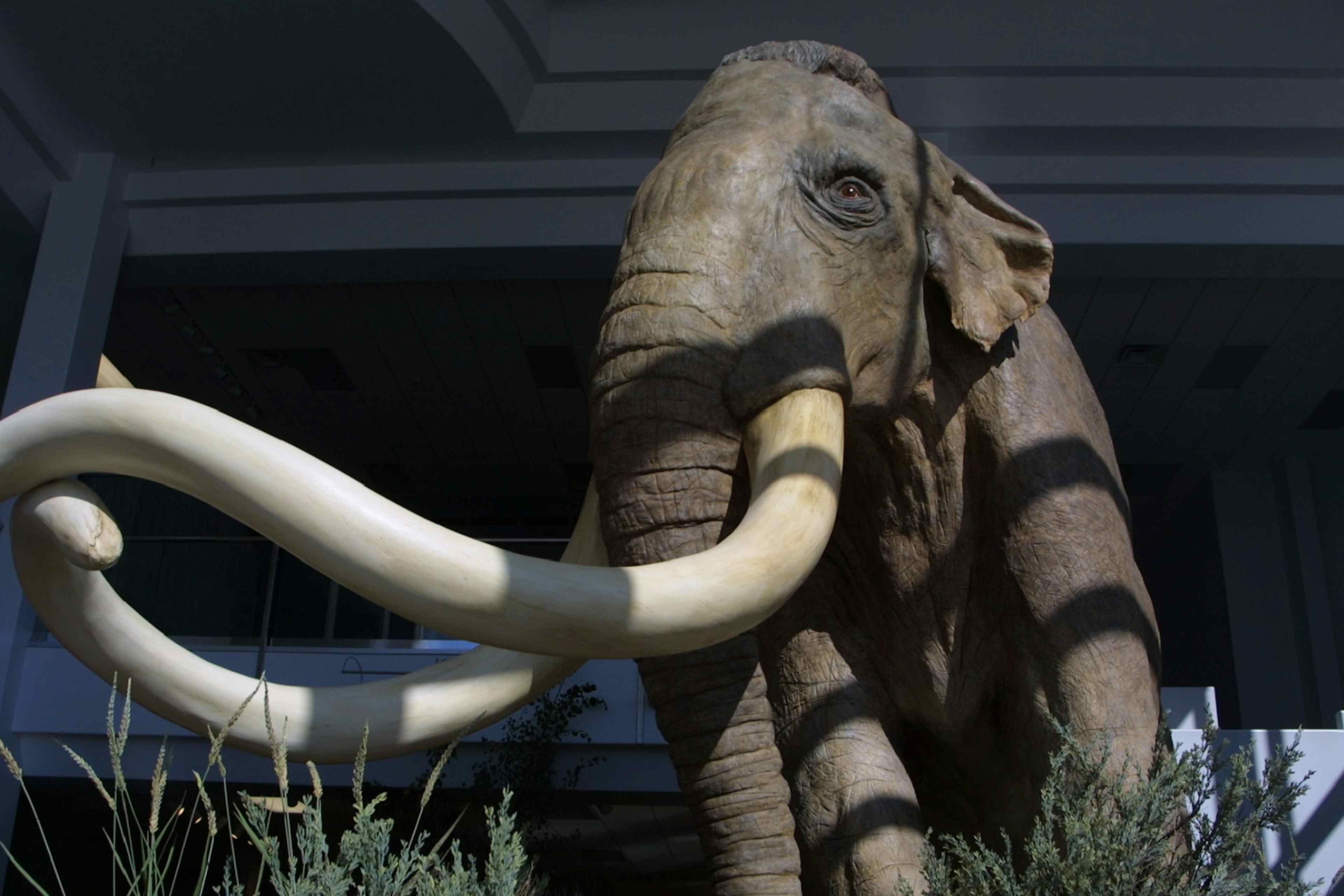 Picture of an elephant model located in Idaho Falls, part of Yellowstone Teton Territory.