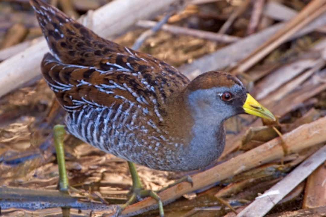 Birdwatching in Swan Valley, Idaho in Eastern Idaho, a part of Yellowstone Teton Territory.
