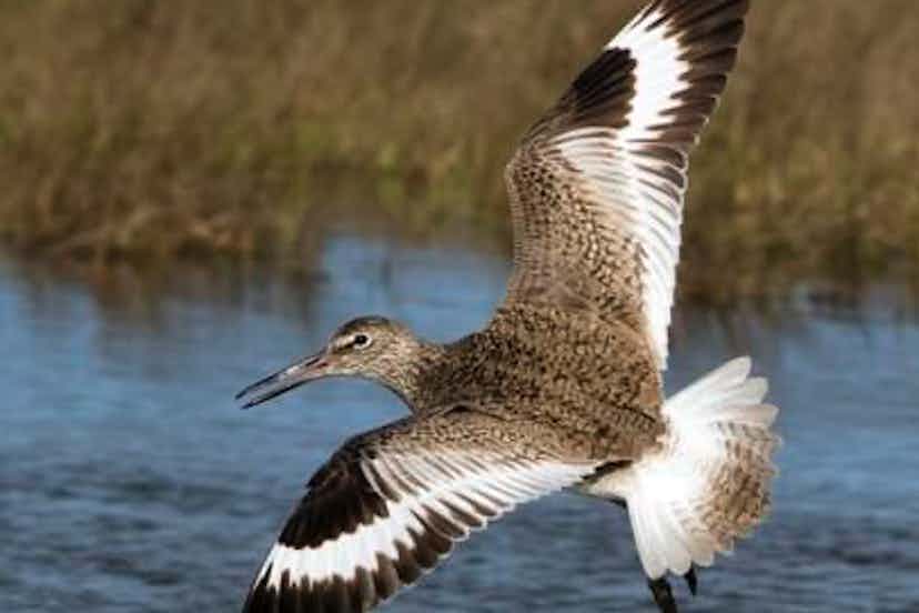 Flying bird in Swan Valley, Idaho in Eastern Idaho, a part of Yellowstone Teton Territory.
