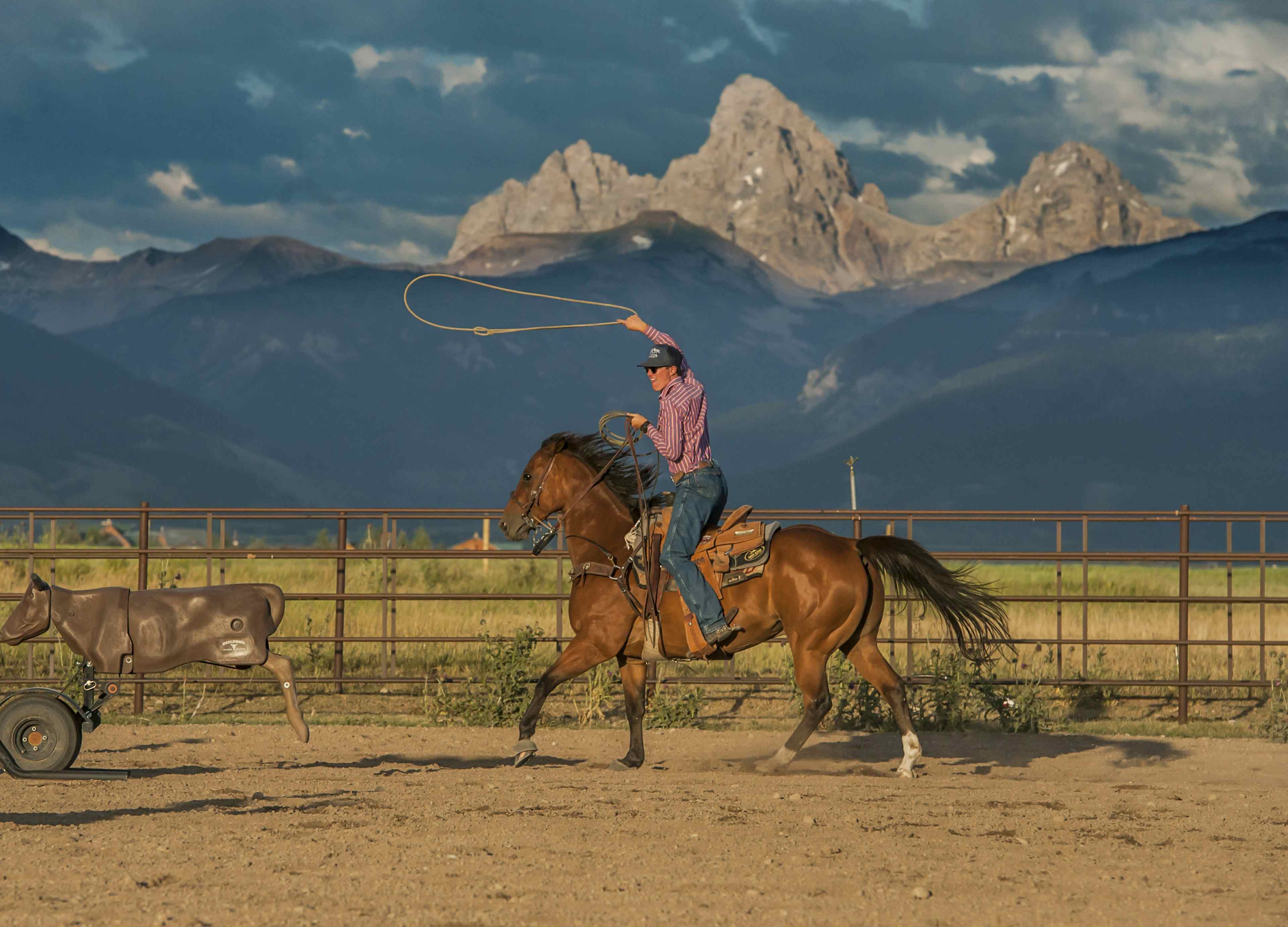 Rodeo rider lassoing at Teton Valley Rodeo in Eastern Idaho, a part of Yellowstone Teton Territory.