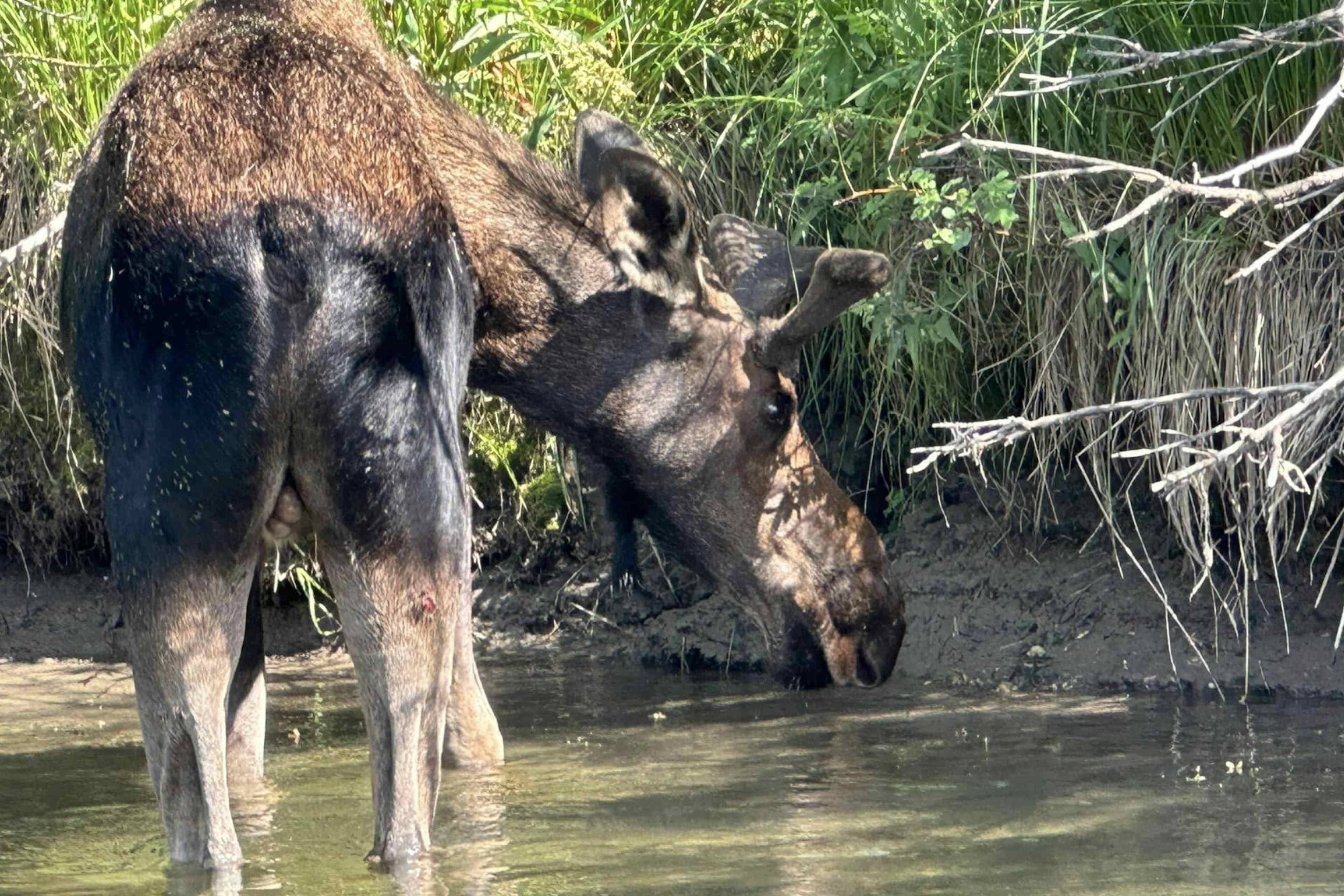 Moose drinks riverside on Teton River in Teton Valley, in Yellowstone Teton Territory.