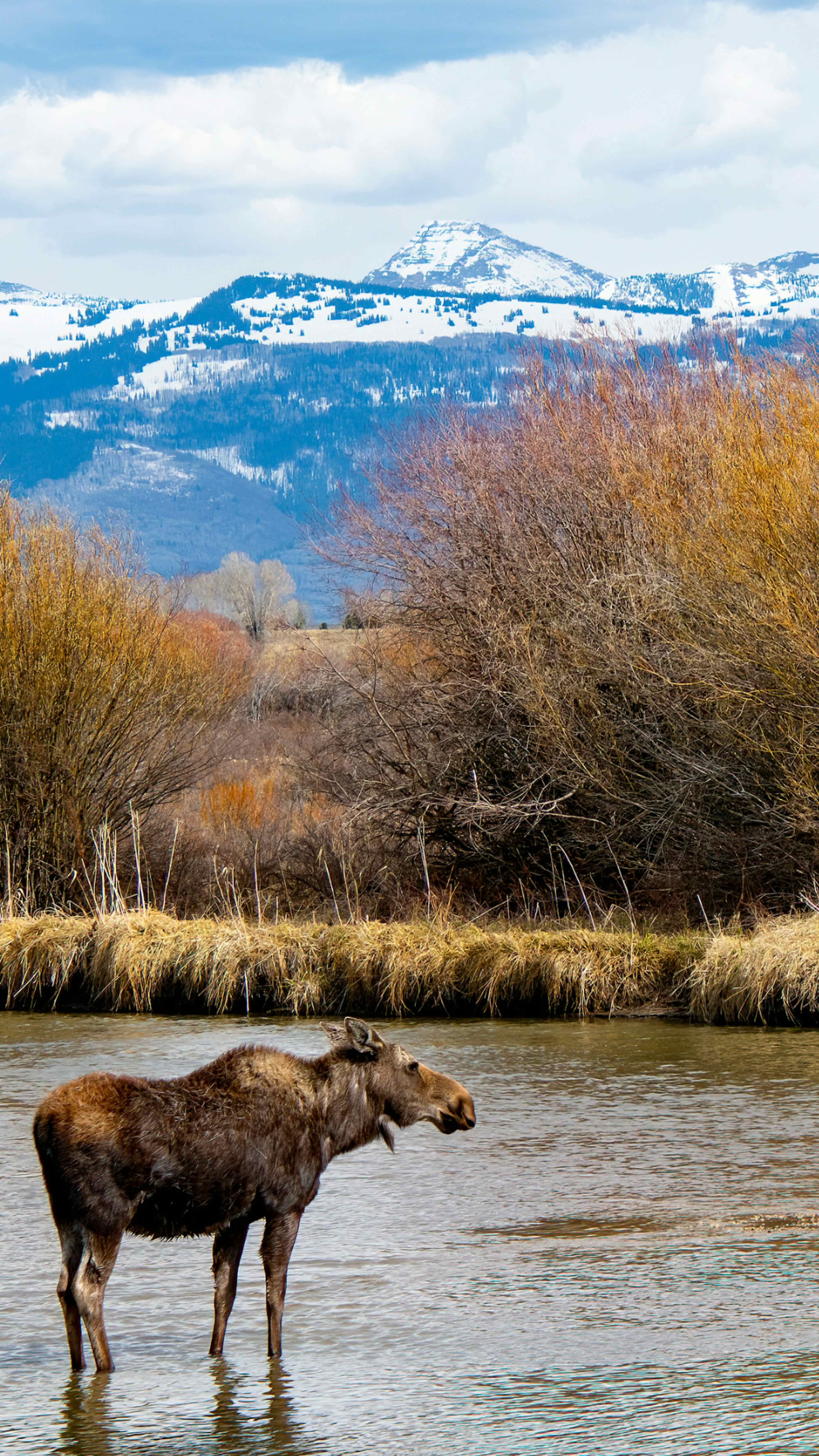 A moose stands in the Teton River in front of the Teton Mountain Range.