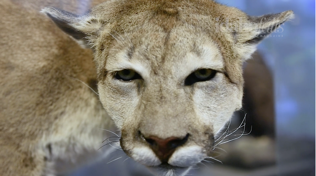 Picture of a taxidermied mountain lion