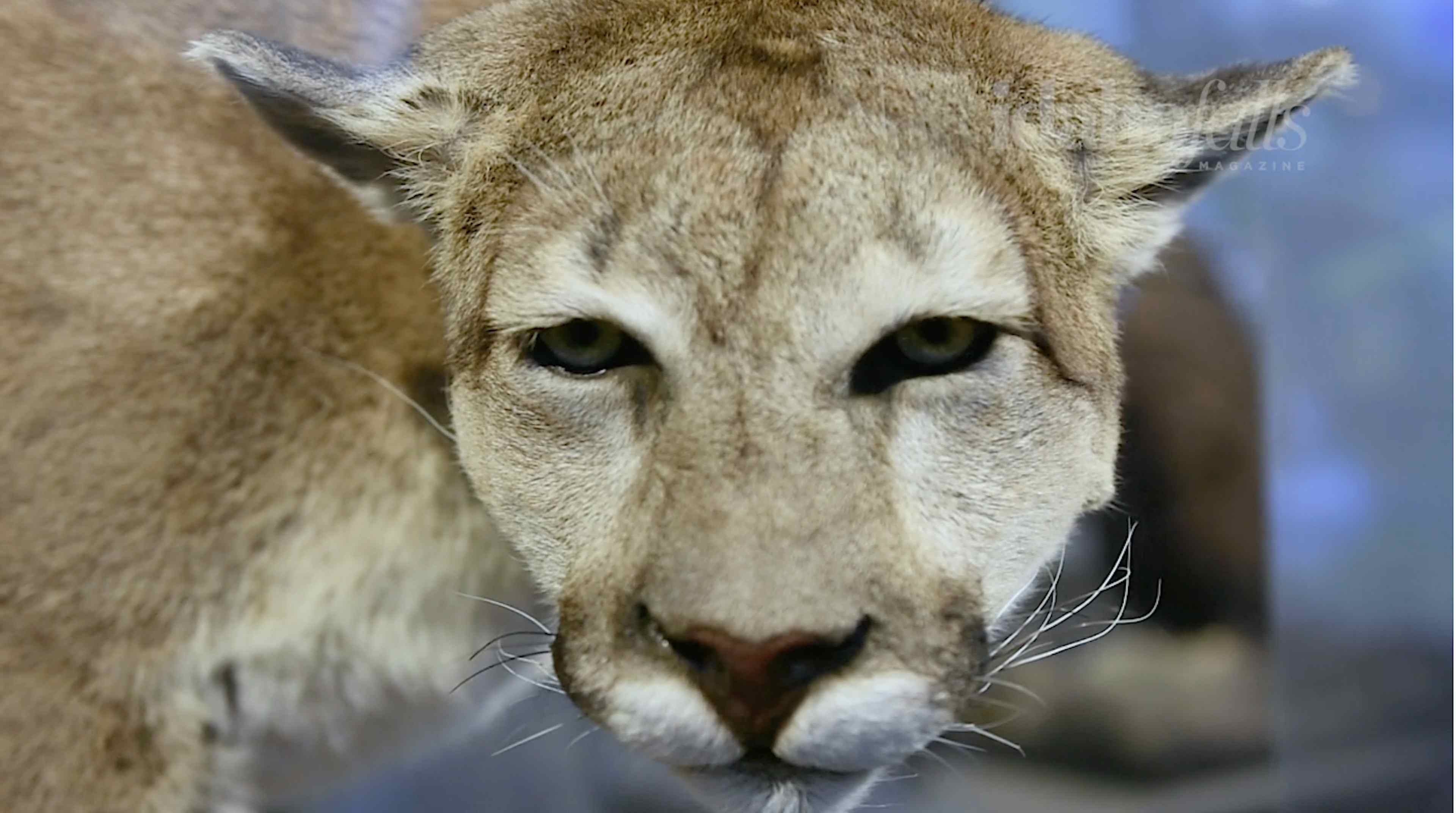 Picture of a taxidermied mountain lion