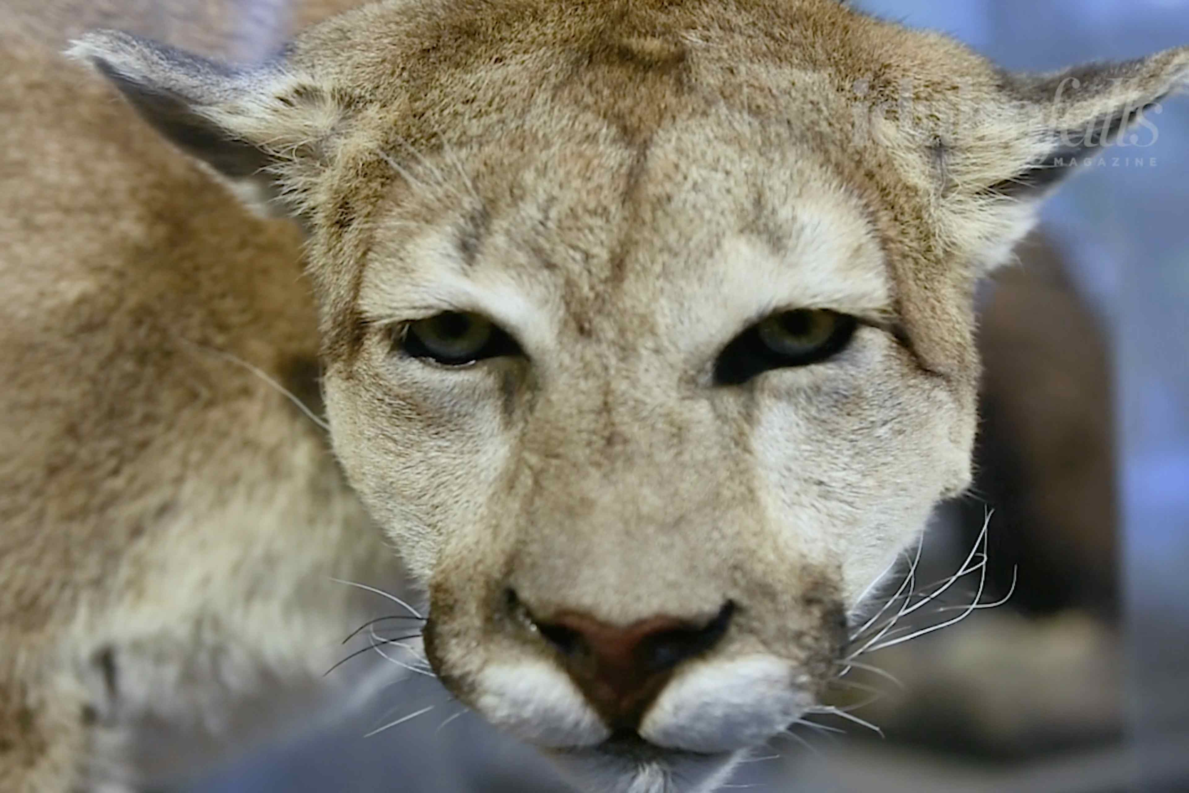 Picture of a taxidermied mountain lion