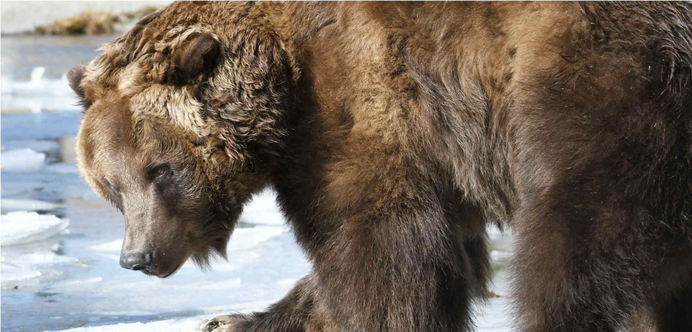 Grizzly Bear at the Grizzly and Wolf Discovery Center