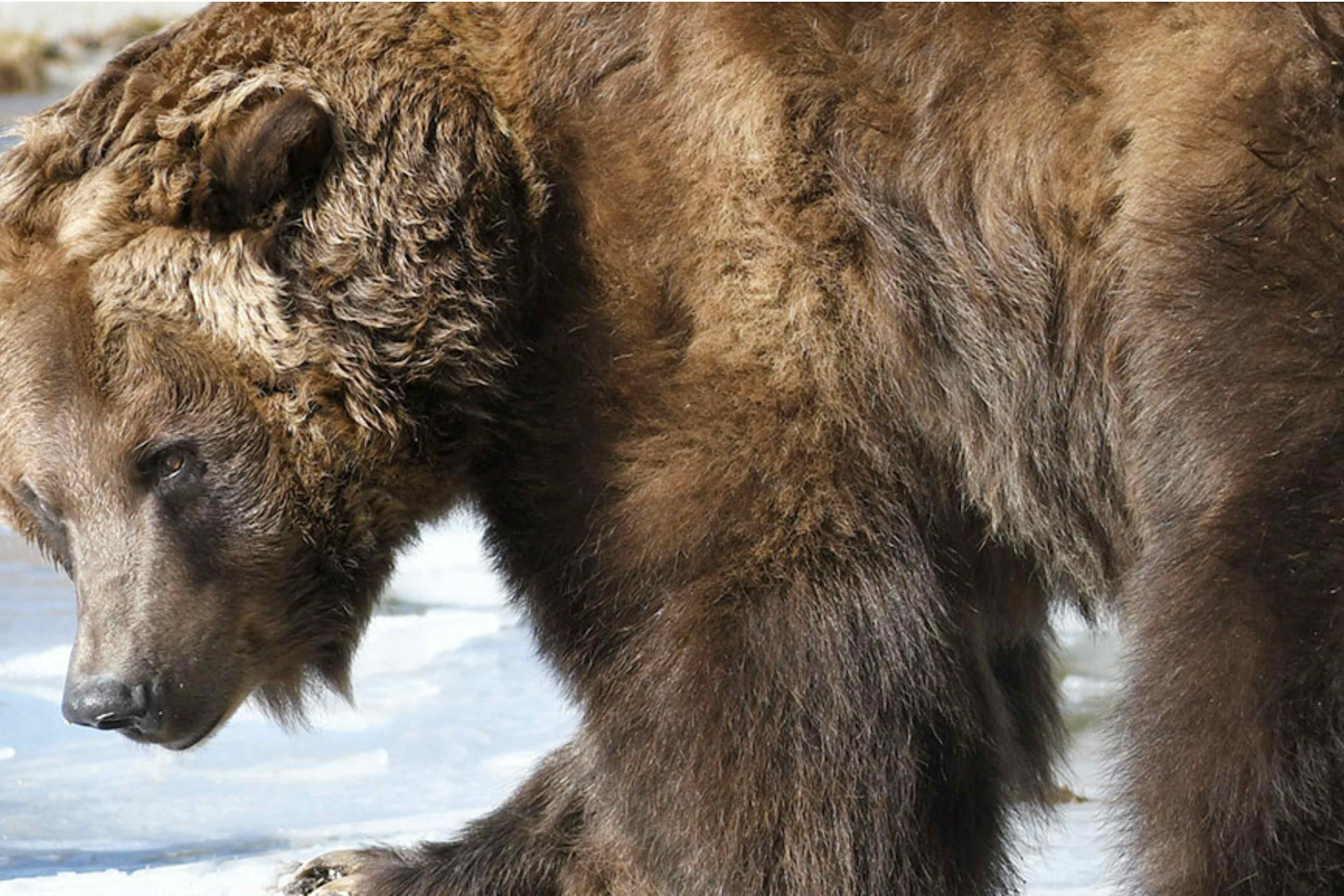 Bear on an icy river in Yellowstone National Park outside of West Yellowstone Montana part of Yellowstone Teton Territory.