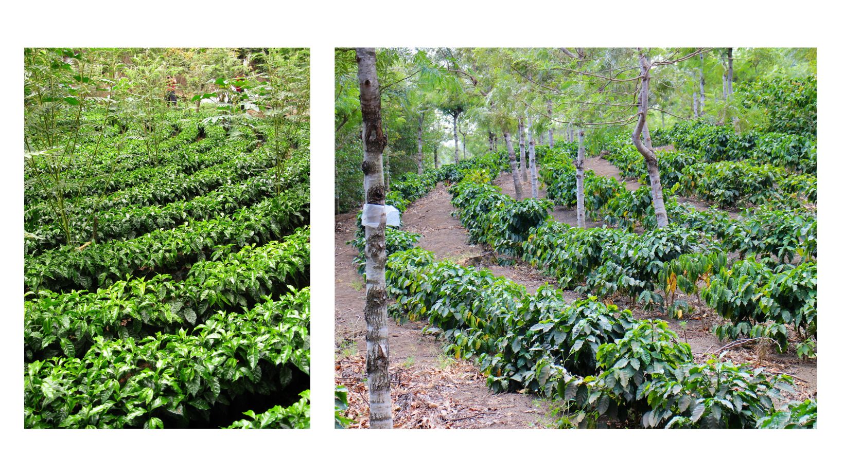 Coffee saplings growing in the shade in Guatemala at Finca La Providencia