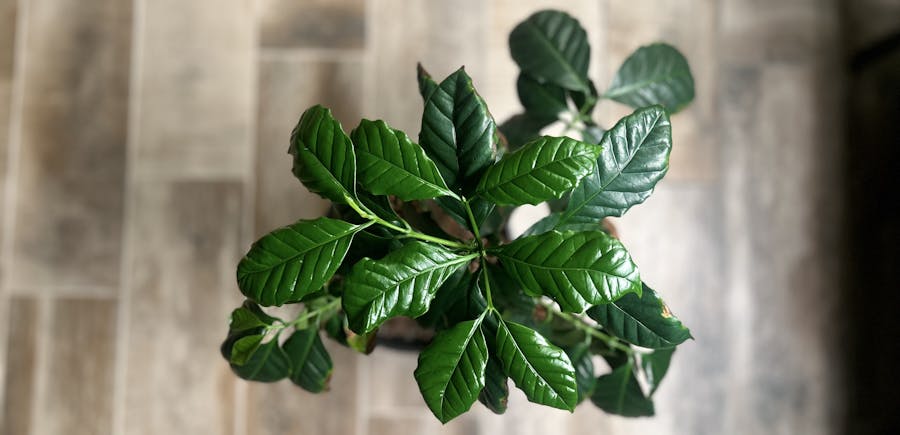 Coffee plant I'm growing (as a houseplant) in my kitchen window next to my coffee station