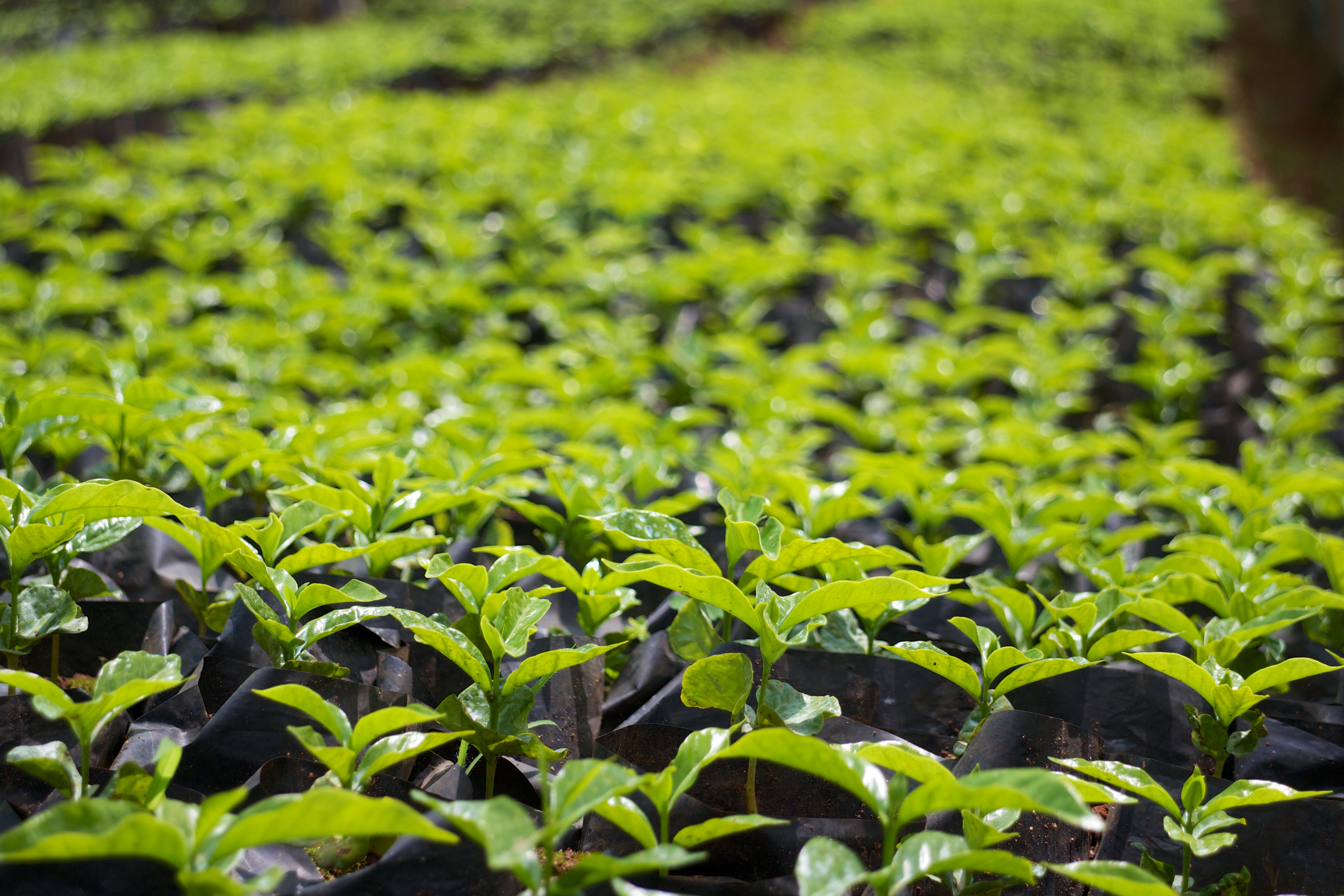 Saplings in Kianyaga, Kenya