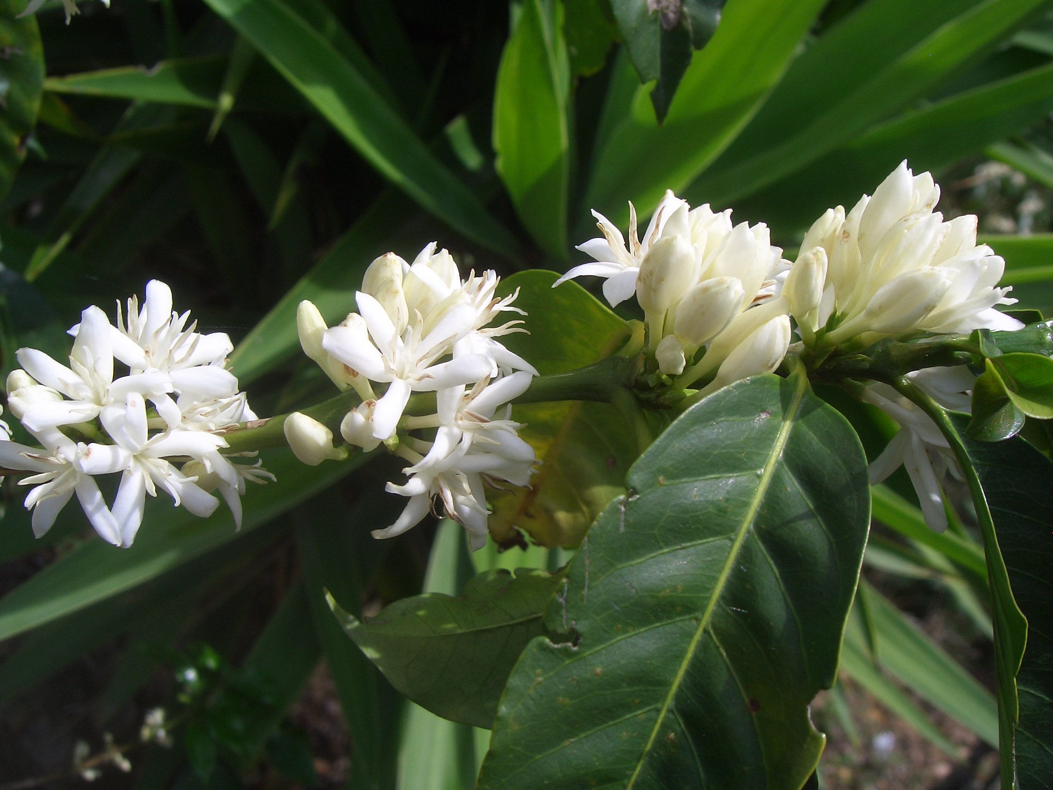 A coffee flower in bloom stages in Mexico