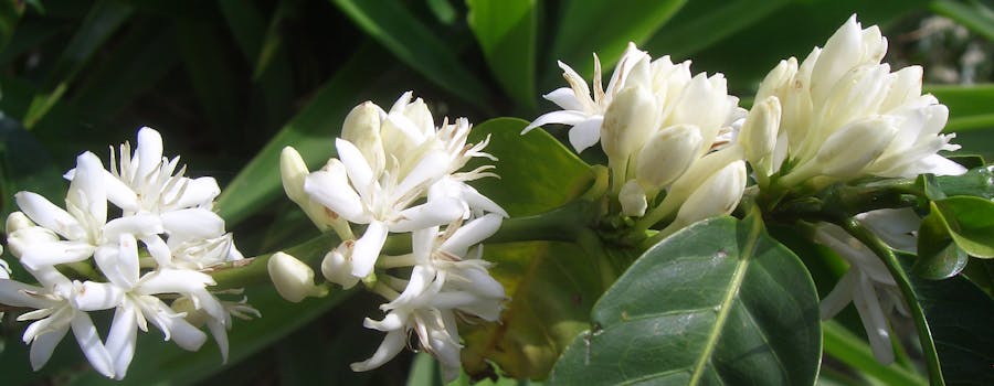 A coffee flower in bloom stages in Mexico