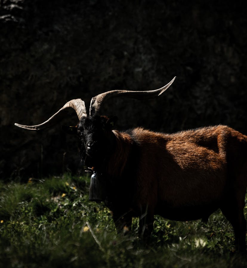 EWS '21 Crans Montana - Wildlife