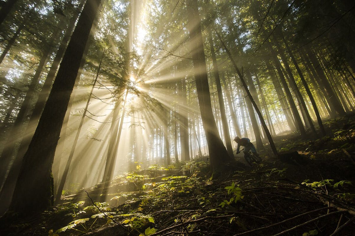 Stu Dickson descending through dense trees with light beaming