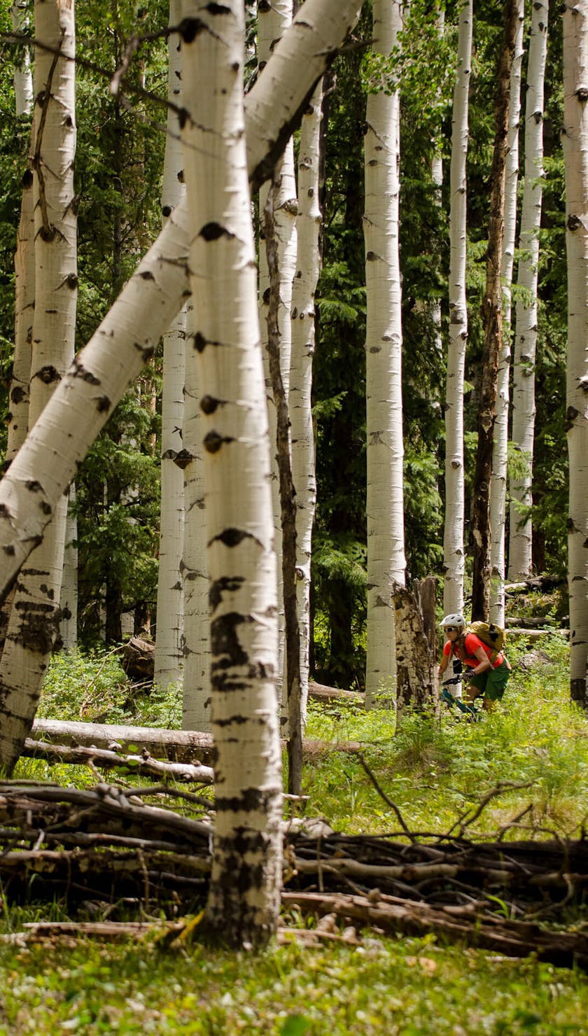 Rider between aspen trees