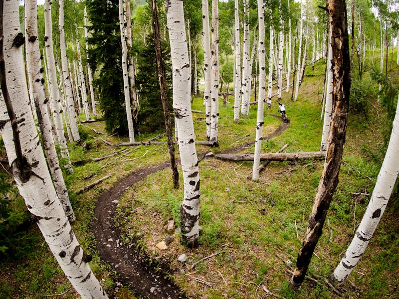 Aspens and single track enjoyed by riders