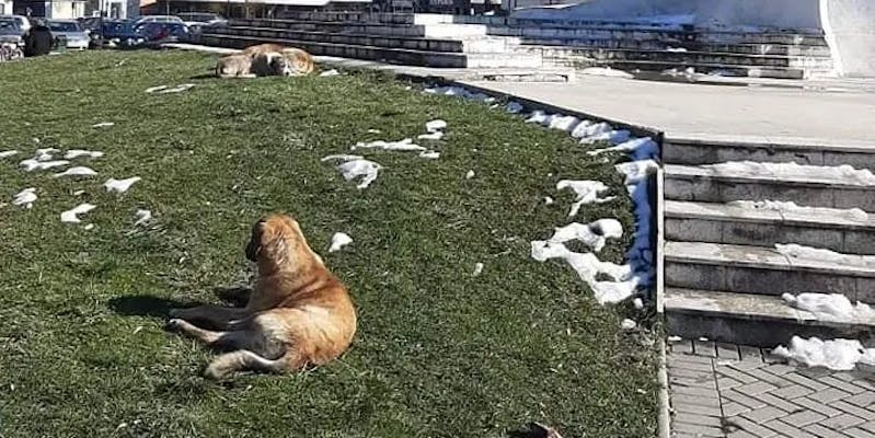 Во Охрид и Струга потребно решение за бездомните кучиња