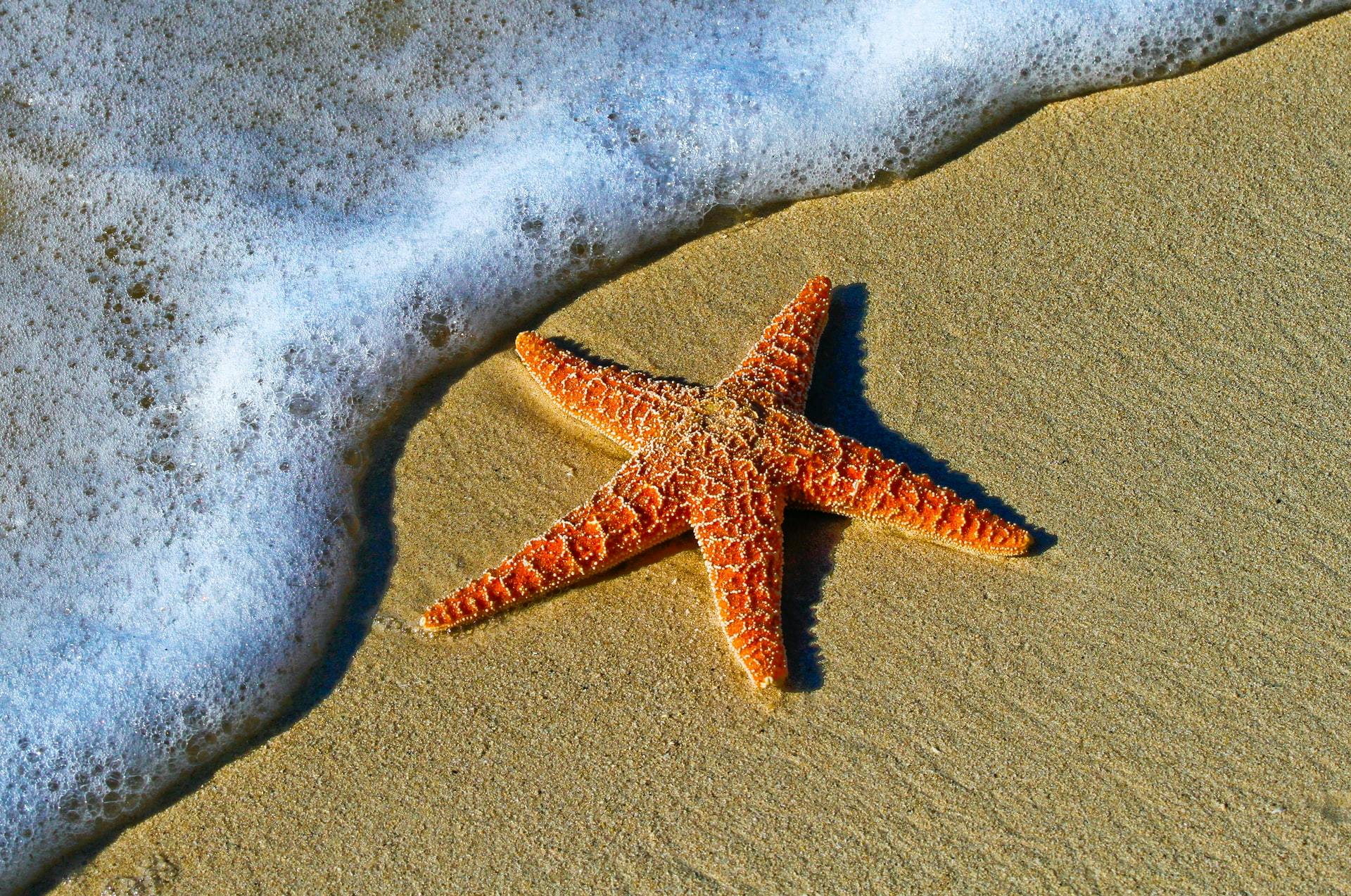 A starfish on the beach next to a wave