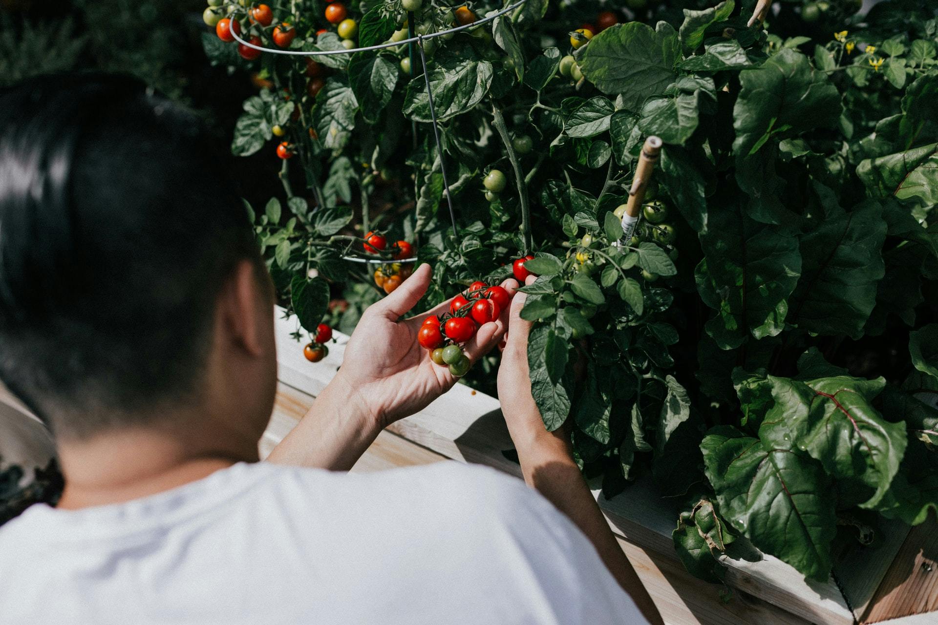 A man holding some tomatoes on the vine
