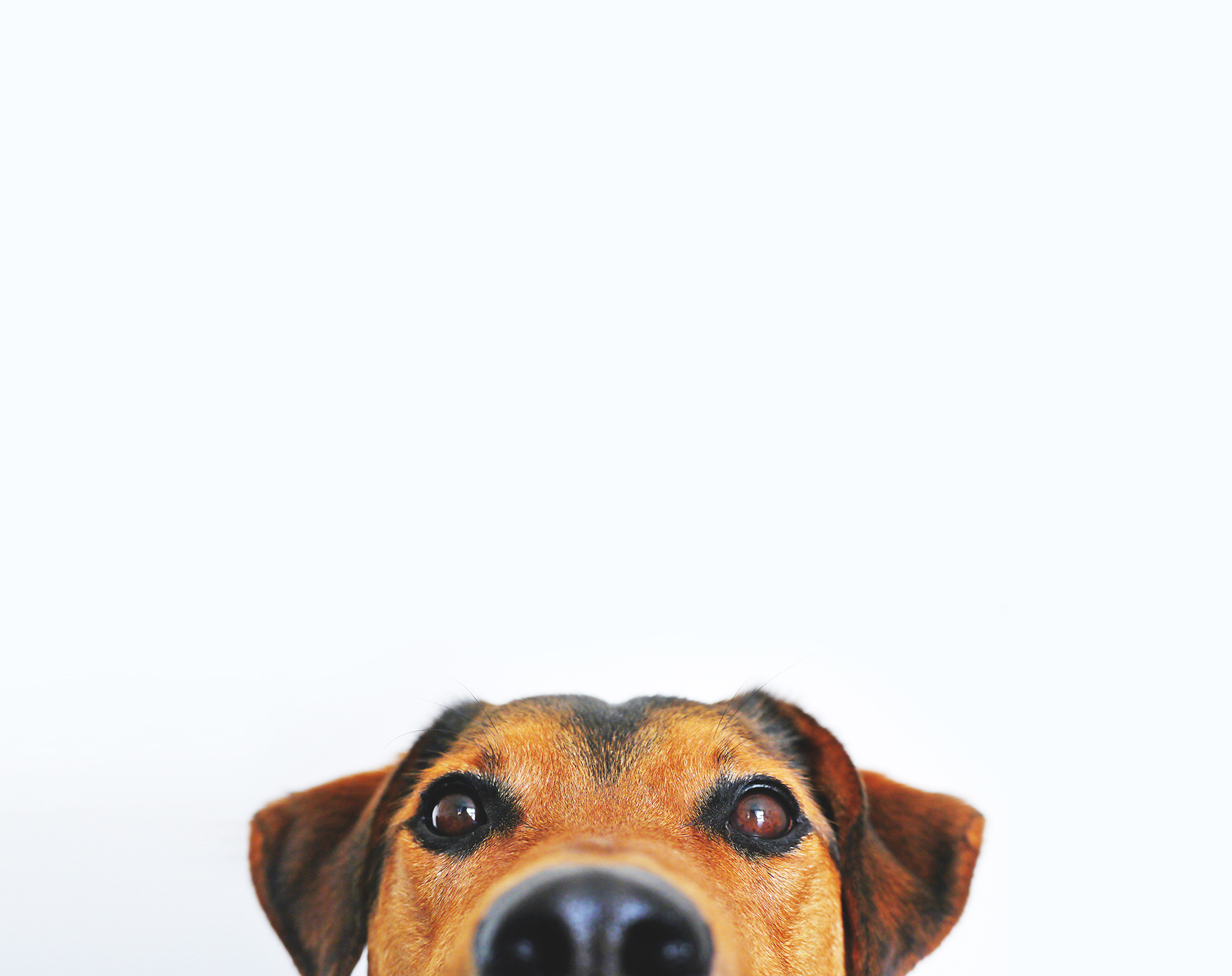 Carnet de santé animal de compagnie : 9 conseils