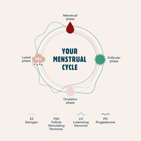 Hormonal Intelligence: Understand All The Phases of Your Menstrual Cycle