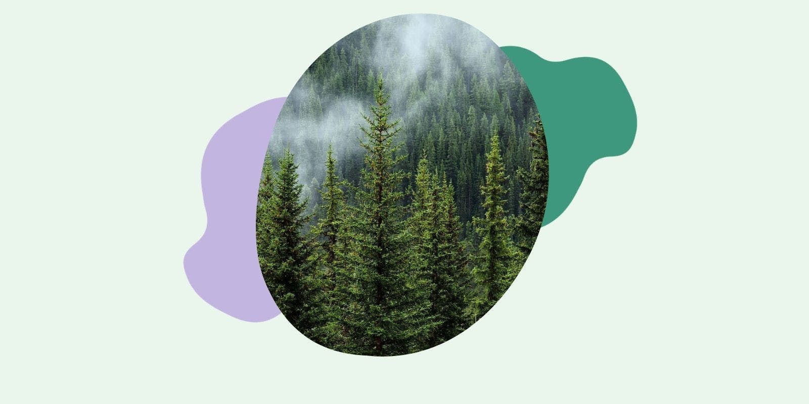 How To Have A Forest-Friendly Cycle
