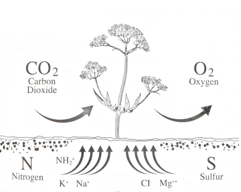 Схема обмена веществ в растении 